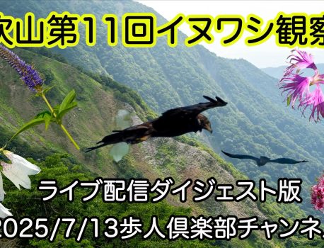 伊吹山第11回イヌワシ観察会2025年7月13日 ライブ配信のダイジェスト版