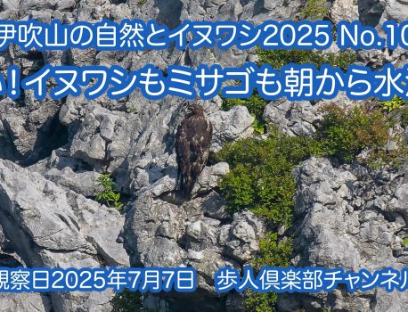 伊吹山の自然とイヌワシ観察No.10  2025年7月7日
