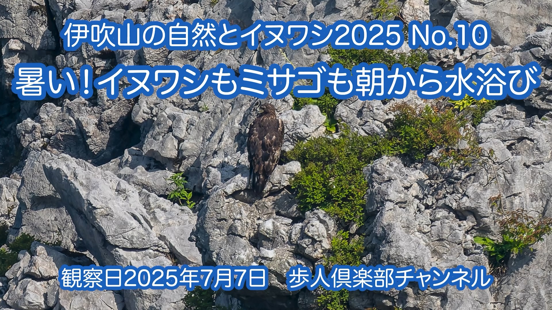 伊吹山の自然とイヌワシ観察No.10  2025年7月7日