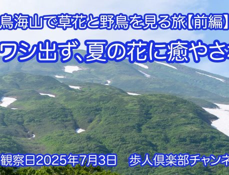 鳥海山で草花と野鳥を見る旅2025前編　2025年7月3日