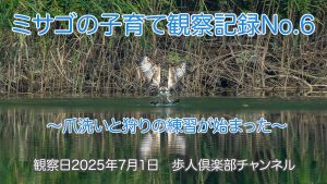 ミサゴの子育て観察記録N0 6　2025年7月1日