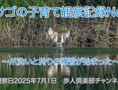 ミサゴの子育て観察記録N0 6　2025年7月1日