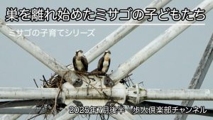 巣を離れることが多くなったミサゴの子どもたち　2025年7月下旬　ミサゴの子育てシリーズ