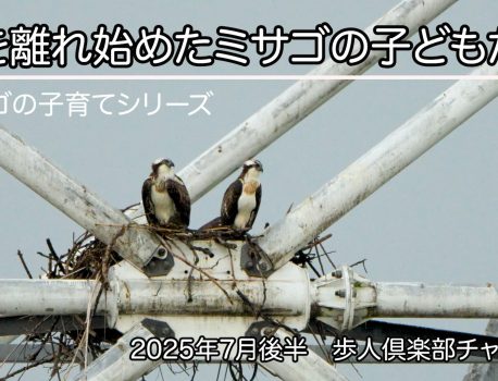 巣を離れることが多くなったミサゴの子どもたち　2025年7月下旬　ミサゴの子育てシリーズ