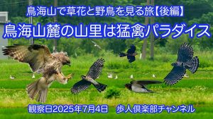 鳥海山麓の山里は猛禽パラダイス　鳥海山の草花と野鳥2025年夏後編　2025年7月4日