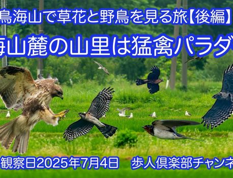鳥海山麓の山里は猛禽パラダイス　鳥海山の草花と野鳥2025年夏後編　2025年7月4日