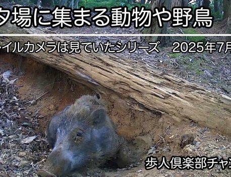 ヌタ場に集まる動物や野鳥　トレイルカメラは見ていたシリーズ　No.2 2025年7月上旬