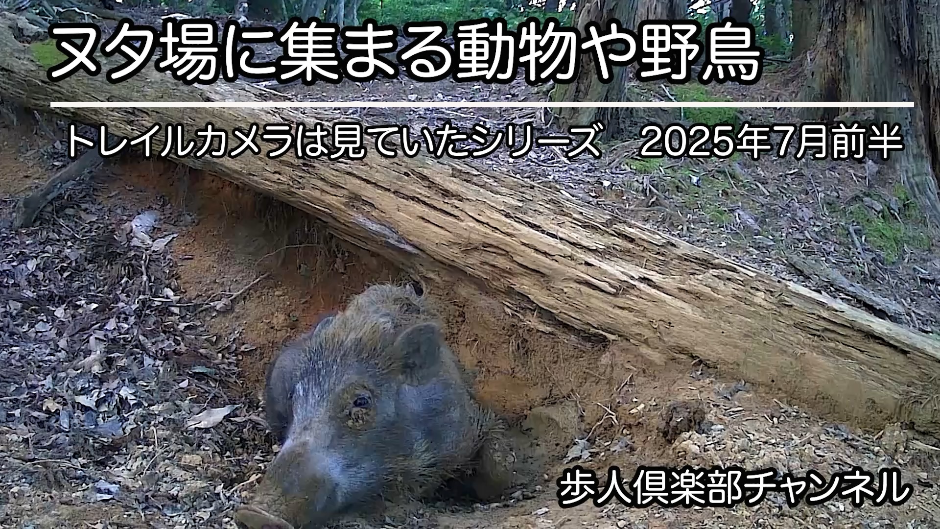 ヌタ場に集まる動物や野鳥　トレイルカメラは見ていたシリーズ　No.2 2025年7月上旬