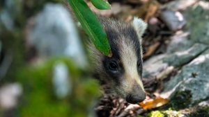 登山で楽しむ自然と野鳥2025　No.11　「森のアナグマと空のサシバ」2025年8月24日