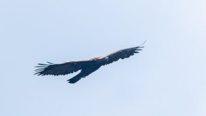「イヌワシペア大空を舞う」登山で楽しむ自然と野鳥No.12　2025年8月30日