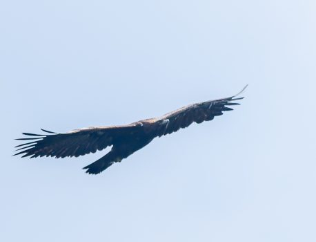 「イヌワシペア大空を舞う」登山で楽しむ自然と野鳥No.12　2025年8月30日