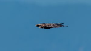 伊吹山の自然とイヌワシ2025  No.13 2025年7月29日