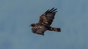 伊吹山の自然とイヌワシ2025　2025年８月５日