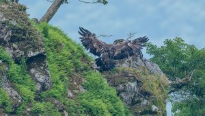 イヌワシペア獲物を探して飛び回る　伊吹山の草花とイヌワシ2025　No.15 2025年8月14日