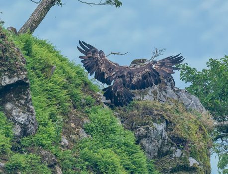 イヌワシペア風に乗って夏空を舞う　伊吹山の草花とイヌワシ2025　No.15 2025年8月14日