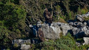 伊吹山の自然とイヌワシ2025　No.16　2025年8月18日