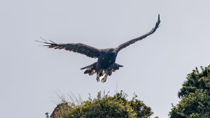 伊吹山の自然とイヌワシ2025　No.19　2025年8月27日