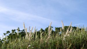 伊吹山の自然とイヌワシ2025 No.19　2025年8月22日