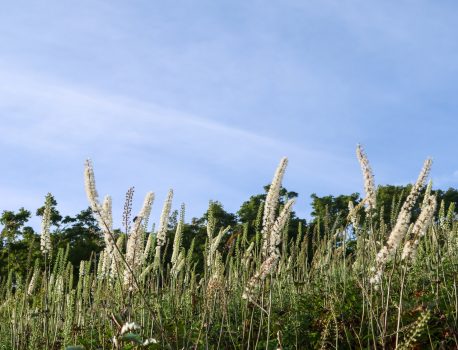 伊吹山の自然とイヌワシ2025 No.19　2025年8月22日