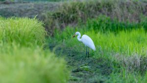 市街地用水やため池の野鳥　2025年8月4日