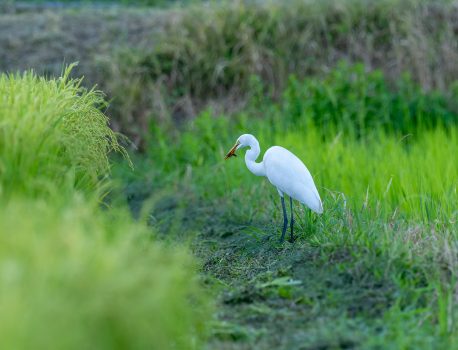 市街地用水やため池の野鳥　2025年8月4日