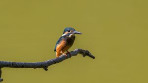 市街地の溜め池や用水の野鳥　2025年8月21日