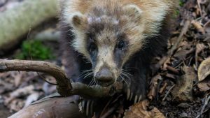「風に乗り大空を舞うイヌワシ」登山で楽しむ自然風景と野鳥観察シリーズ2025　2025年8月8日　No.10