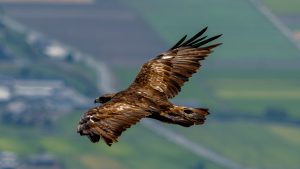 伊吹山の自然とイヌワシ2025　No20　2025年9月2日 　「残暑の中、獲物を探して飛ぶイヌワシ」　