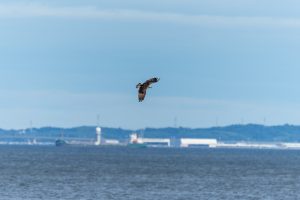 河口のミサゴ　2025年9月5日