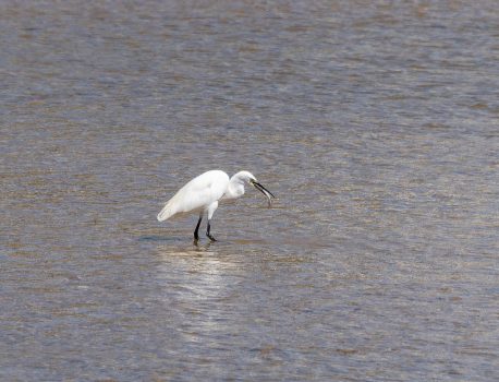 河口で探鳥シリーズ2025　2025年9月6日