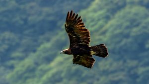 登山で楽しむ自然と野鳥2025No.13 　2025年9月7日