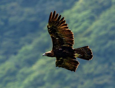 登山で楽しむ自然と野鳥2025No.13 　2025年9月7日