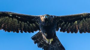 登山で楽しむ自然と野鳥「朝から狩りに向かうイヌワシペア」No.13　2025年9月16日