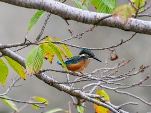 望遠ズームレンズ　M.ZUIKO DIGITAL ED 50-200mm F2.8 IS PRO　作例1 2025/09/28