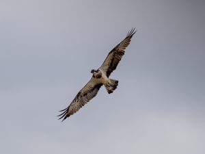 望遠ズームレンズ　M.ZUIKO DIGITAL ED 50-200mm F2.8 IS PRO　作例2　2025/9/29