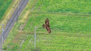 クマタカヘビを食べる　2025年9月21日