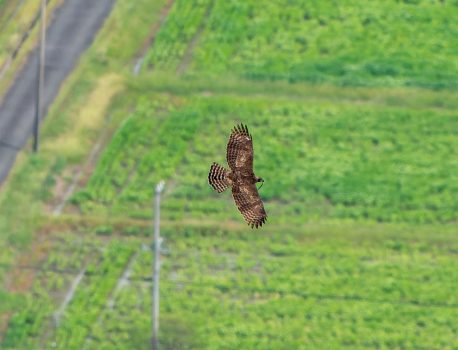 クマタカヘビを食べる　2025年9月21日