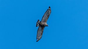 タカの秋の渡り白樺峠2025Part2　2025年9月24日