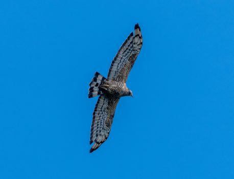 タカの秋の渡り白樺峠2025Part2　2025年9月24日