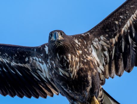 オオワシ秋の渡り宗谷岬編 day4　2025年10月29日