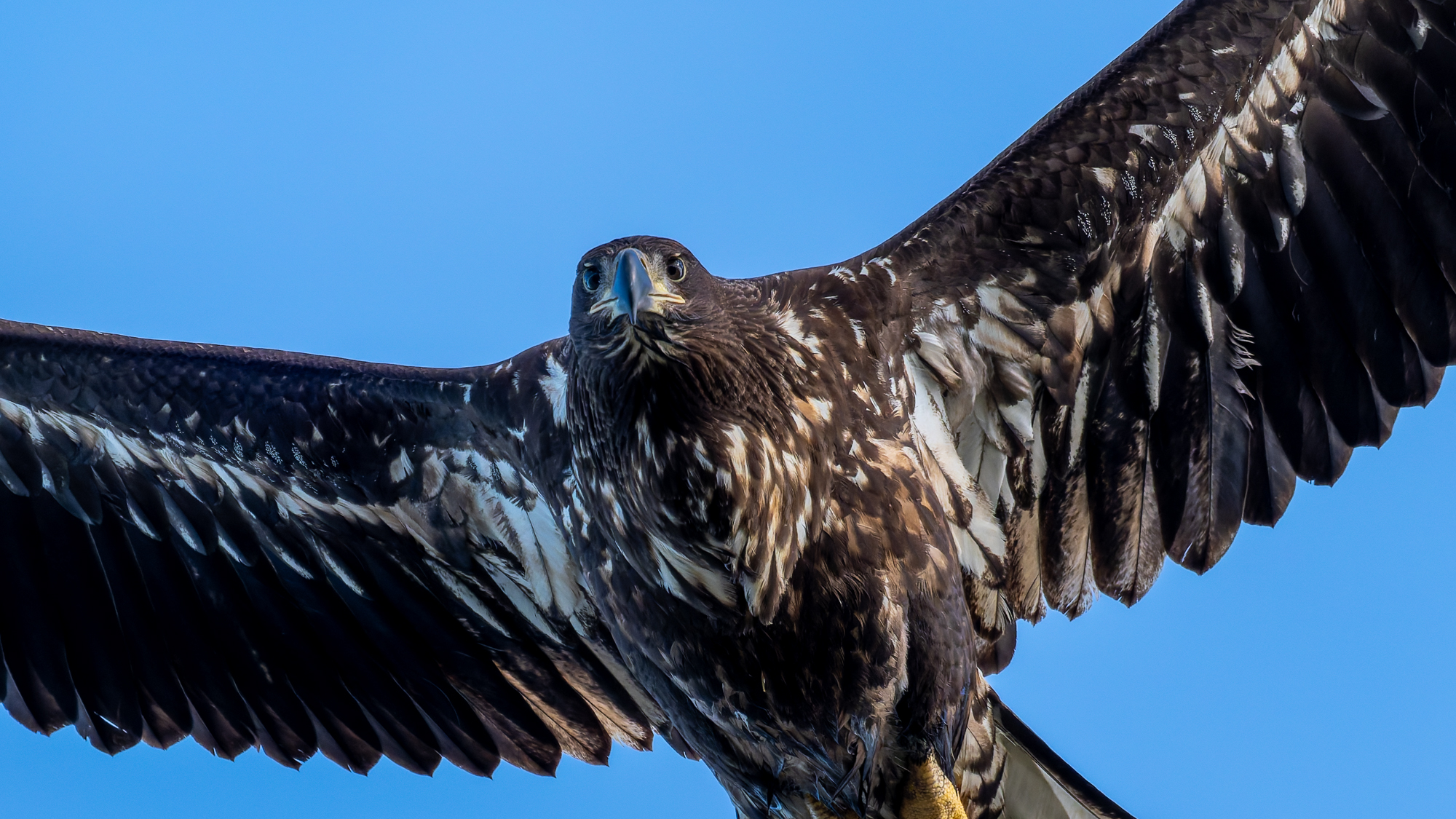 オオワシ秋の渡り宗谷岬編 day4　2025年10月29日