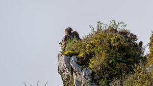 伊吹山の自然とイヌワシ2025No.24 2025年10月13日