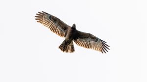 タカの秋の渡り白樺峠2025　2025年9月22日