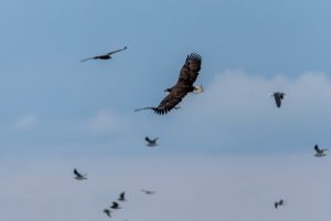 タカの渡り2025　宗谷岬編　day3 2025年10月26日