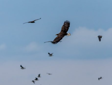 タカの渡り2025　宗谷岬編　day3 2025年10月26日