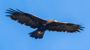 伊吹山の自然とイヌワシ2025 No.23　2025年10月６日