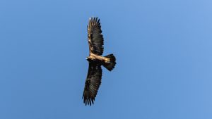登山で楽しむ自然と野鳥　No.15 2025年10月10日　青空を舞うイヌワシ