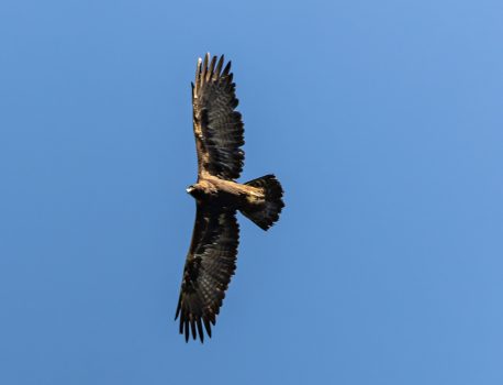 登山で楽しむ自然と野鳥　No.15 2025年10月10日　青空を舞うイヌワシ