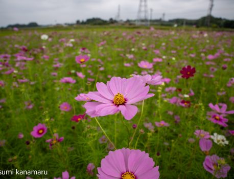 コスモスの風景　2025年10月12日　