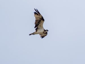 望遠ズームレンズ　M.ZUIKO DIGITAL ED 50-200mm F2.8 IS PRO　作例3　2025/10/1